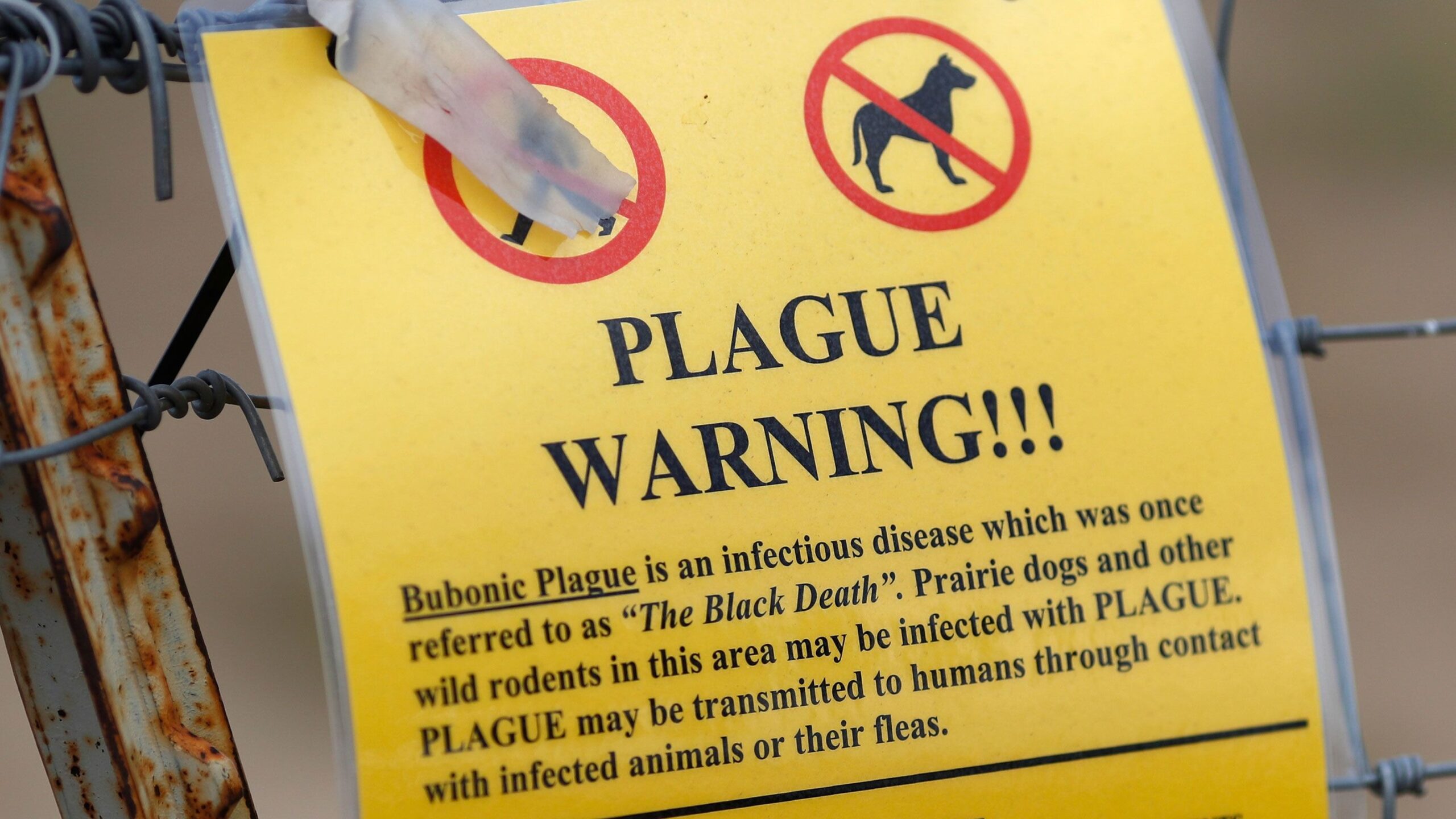 bubonic plague